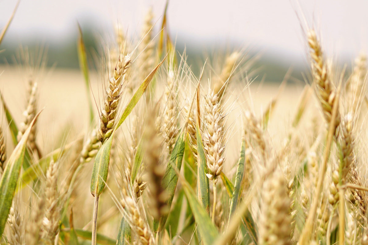 Cereals & Grain