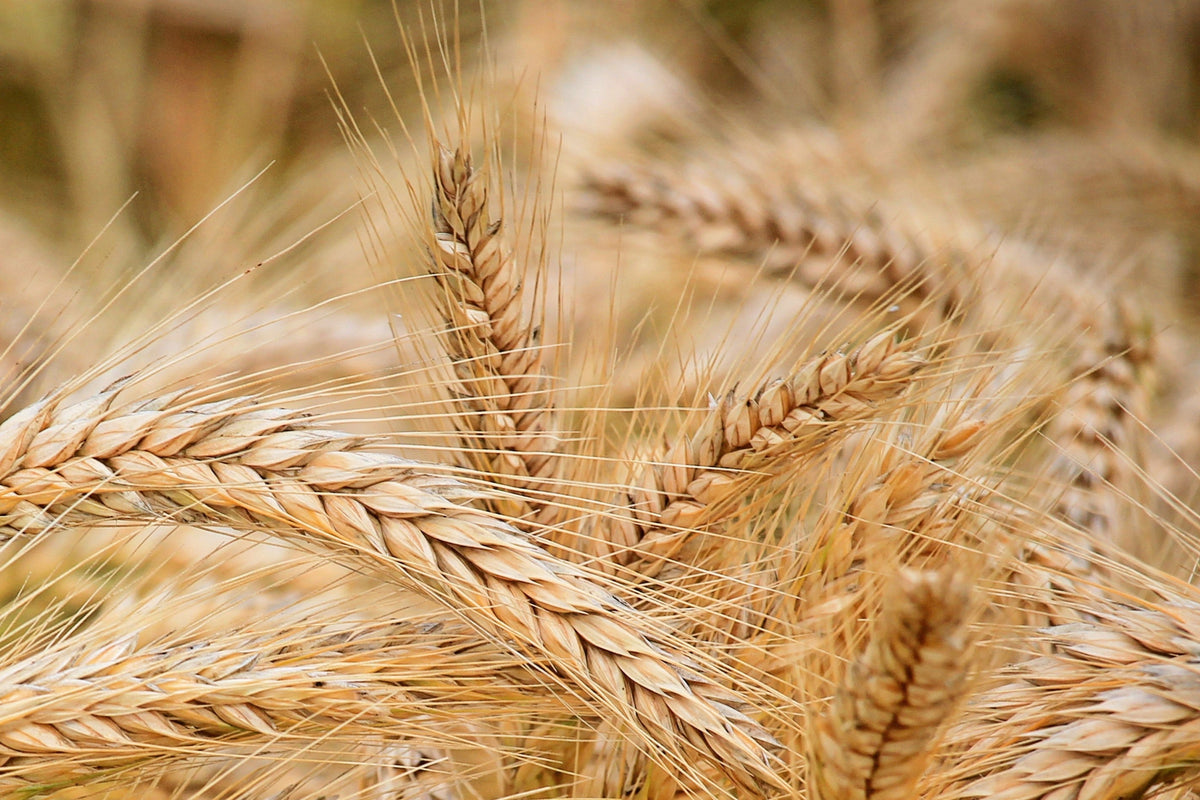 Cereals & Grain